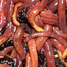 Maybe you would like to learn more about one of these? 1000 Red Wigglers Worms4earth Worms For Sale Buy Worms For Composting Gardens Fishing And Growing Your Own Population