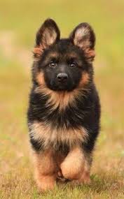 Everything about the german shepherd dog breed. 140 Best German Shepherd Wallpaper Ideas German Shepherd German Shepherd Dogs Shepherd