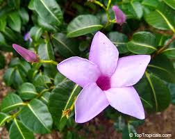 Image result for Trilepisium madagascariense