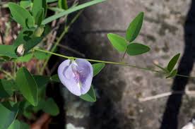 Image result for Microcharis annua