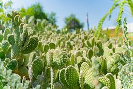 The saguaro cactus is a very unusual looking tree of the desert. 10 Free Things To Do In Las Vegas Las Vegas For Budget Travelers Go Guides