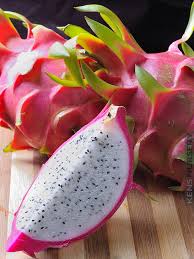 Dragon fruit cactus growing overview: Super Blanco Dragon Fruit Cactus Plant Kens Nursery