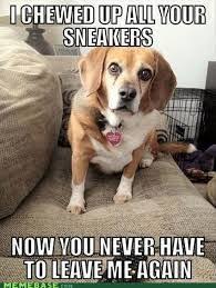 Funny Dog Memes Clean Funny Dog Memes 2018 Dog Meme Face Cute Dog Memes Dog Memes Best Dog Memes With Images Funny Dog Memes Funny Dog Pictures Funny Animal Pictures