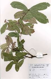 Image result for Pancovia golungensis