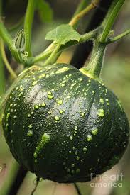 Image result for Cucurbita moschata