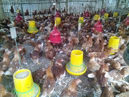 Maybe you would like to learn more about one of these? Beternak Ayam Petelur Dengan Sistem Umbaran Ternakpedia