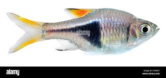 Image result for Heteromorpha