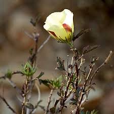 Image result for Hibiscus migeodii