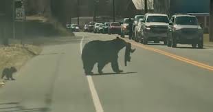 Video: Mamá oso ayuda a sus traviesas crías a cruzar una carretera