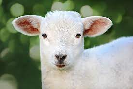 Dolly was cloned by keith campbell, ian wilmut and colleagues at the roslin institute, part of the university of edinburgh, scotland. Baby Sheep What Is A Baby Sheep Called Raisingsheep Net