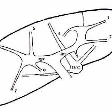 They combine black and white in a continuum producing a range of shades of gray. Liver Surgical Anatomy A Color And Power Doppler Ultrasonographic Approach Eurorad