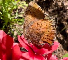 Image result for Salacia congolensis