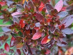 Red Leaves Of Azalea Hino Crimson Plants Red Leaves Azaleas
