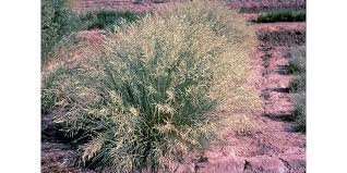 Image result for Eragrostis curvula