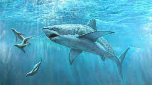 shark hunting a seal desktop wallpaper hd kopekbaliklari buyuk beyaz kopekbaligi goblin kopek baligi
