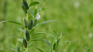 Image result for Pedaliaceae