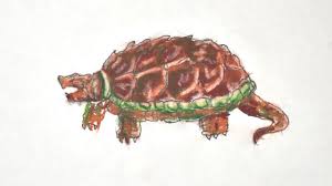 Or just want to learn how to draw each type of. 4 Ways To Draw A Turtle Wikihow