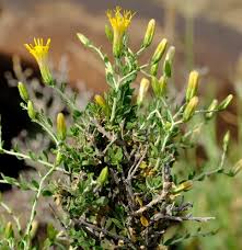 Image result for Pegolettia senegalensis