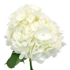 Get the best deal for hydrangea white wreath floral décor from the largest online selection at ebay.com. Hydrangea Ivory White Flower Express Delivery Wholesale Flowers Fiftyflowers