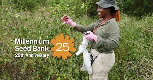 Image result for Triainolepis africana