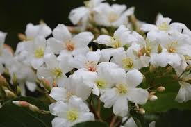 Image result for Vernicia montana