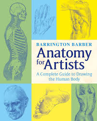 In an erect posture, you can place the pelvic bone (a narrower version of the head's egg), the shoulder, and the knee roughly on this vertical line. Anatomy For Artists Ebook By Barrington Barber 9781784281663 Rakuten Kobo United States