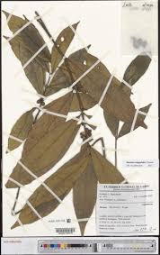 Image result for Mostuea brunonis