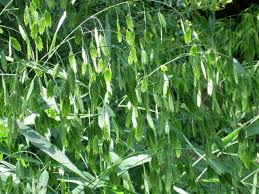 Image result for Chasmanthium latifolium