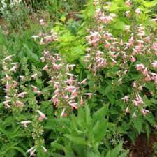 I did not deadhead or save seeds. Agastache And Salvias Forum Annual Salvia Coral Nymph Garden Org