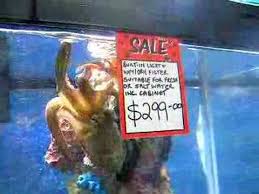 We want to hear your opinion! Gsmhosting Octopus For Sale