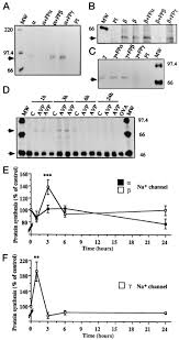 Misalkan kita akan mencari kpk dari 20 dan 45 maka cara mencari kpk nya adalah. Transcriptional Regulation Of Sodium Transport By Vasopressin In Renal Cells Journal Of Biological Chemistry
