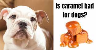Is Caramel Bad For Dogs Complete Guide