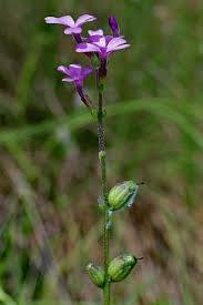 Image result for Buchnera