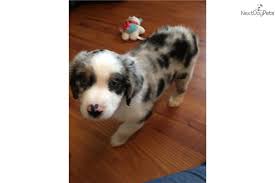 June26th 2020 shes very playful blue merle. Miniature Australian Shepherd Puppy For Sale Near Dallas Fort Worth Texas D56a Miniature Australian Shepherd Miniature Australian Shepherd Puppies Puppies