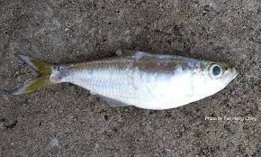 Ilisha megaloptera (swainson, 1839) english name: Longfin Herrings Talk About Fish
