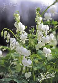 Image result for Dicentra spectabilis alba