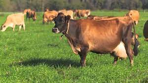 Pin By Ellen Bounds On Elsie The Cow Jersey Cattle Jersey Cow Breeds