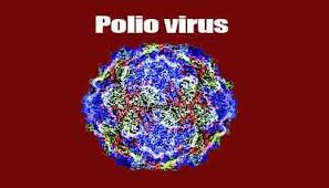Resultado de imagen para imagen del virus poliomielitis