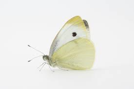 Image result for Pieris rapae