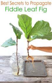 Fiddle Leaf Fig Propagation 100 Success In 2 Easy Ways Fiddle Leaf Fig Fiddle Fig Tree Fig Plant