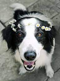 Bye For Now I Ll Be Back Soon Collie Dog Border Collie Dogs