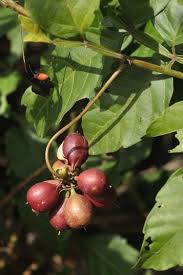 Image result for Paullinia pinnata