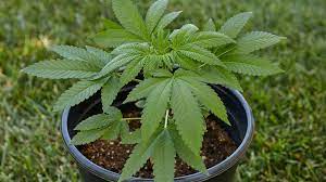 Click here to find out all you need to consider to calculate the time it takes from seed to harvest. A Beginners Guide On How To Grow Weed Outdoors
