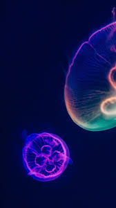 Ultra hd 4k wallpapers for desktop, laptop, apple, android mobile phones, tablets in high quality hd, 4k uhd, 5k, 8k uhd resolutions for free download. 720x1280 Wallpaper Minimal Jellyfish Colorful Glow Aquarell Aquarell Logo Bilder