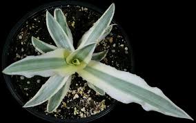 Image result for Antizoma angustifolia