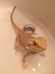 Bathing them more often can stress him out massively. Bath Time Beardie Bearded Dragon Bearded Dragon Cute Bearded Dragon Cute Lizard