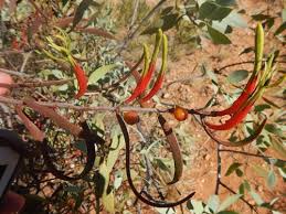 Image result for Helixanthera schizocalyx