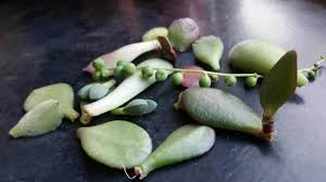 Add some rooting hormone to the leaf when you're planting, if you have any. How To Propagate Succulents The Complete Guide Yhmag