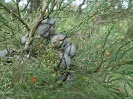 Image result for Callitris endlicheri