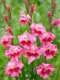 Image result for Gladiolus elliotii